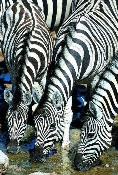 Grafische Theedoeken